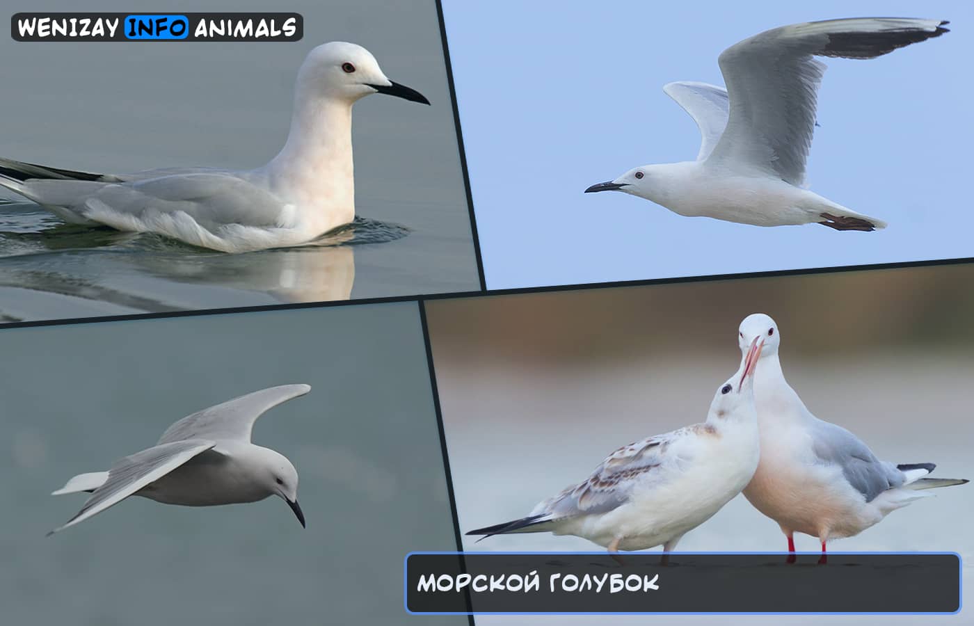 Морской голубок (птица) - информация