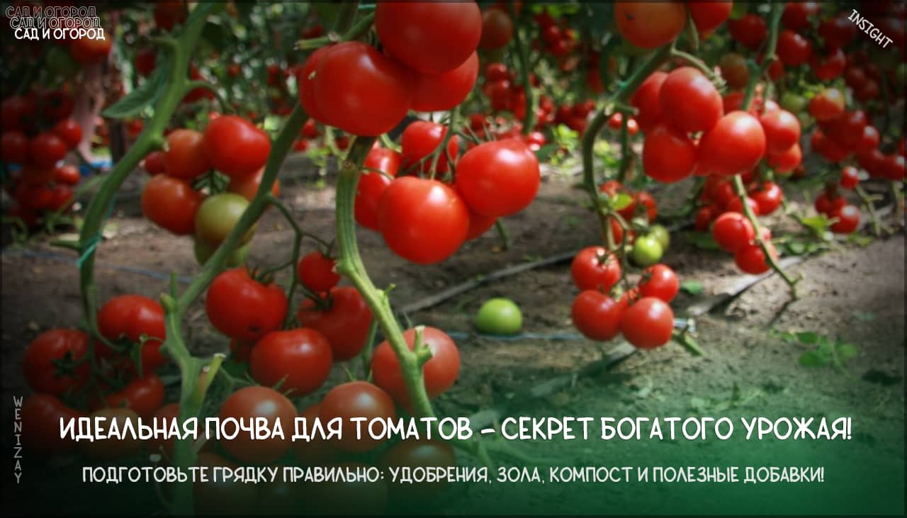 Что добавить в почву при посадке томатов