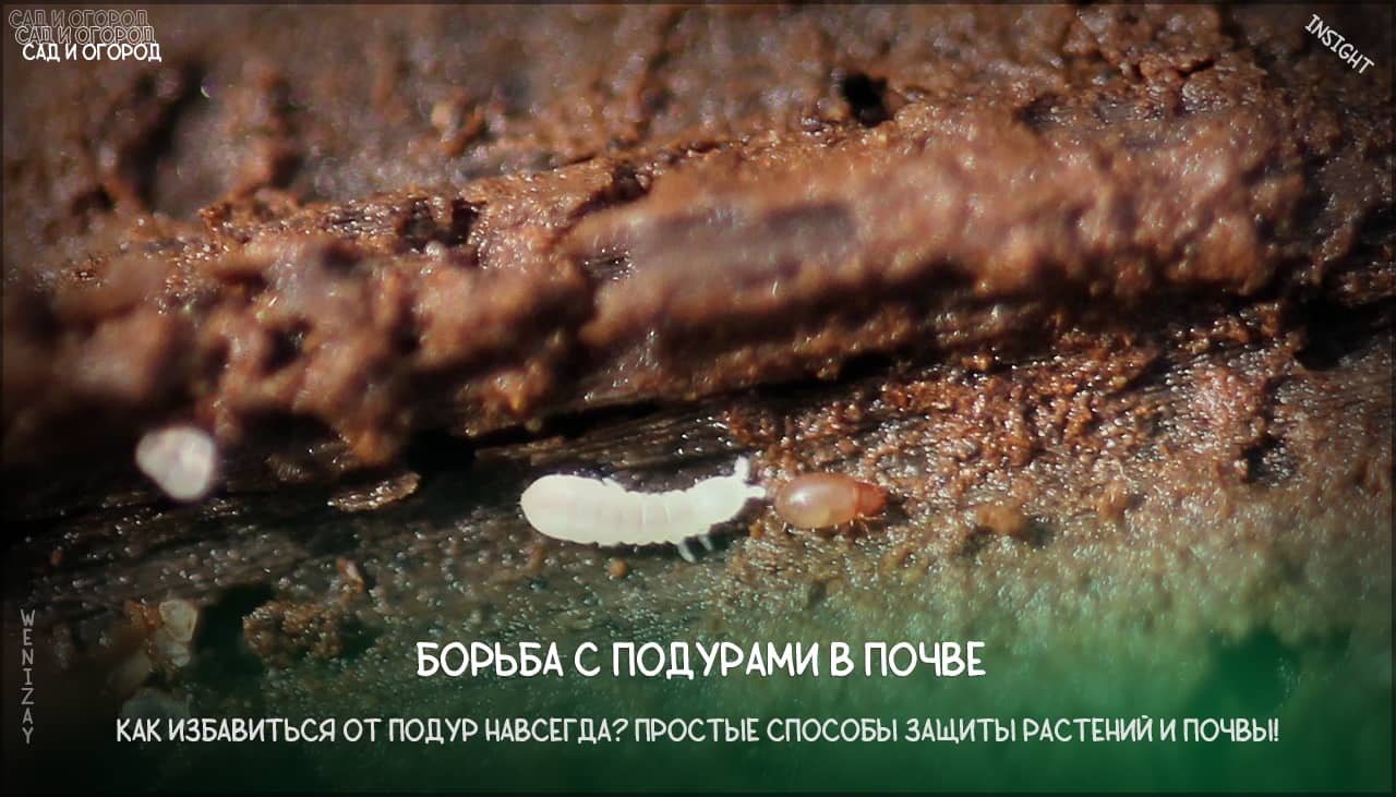 Как избавиться от подур (многохвосток) в почве и растениях