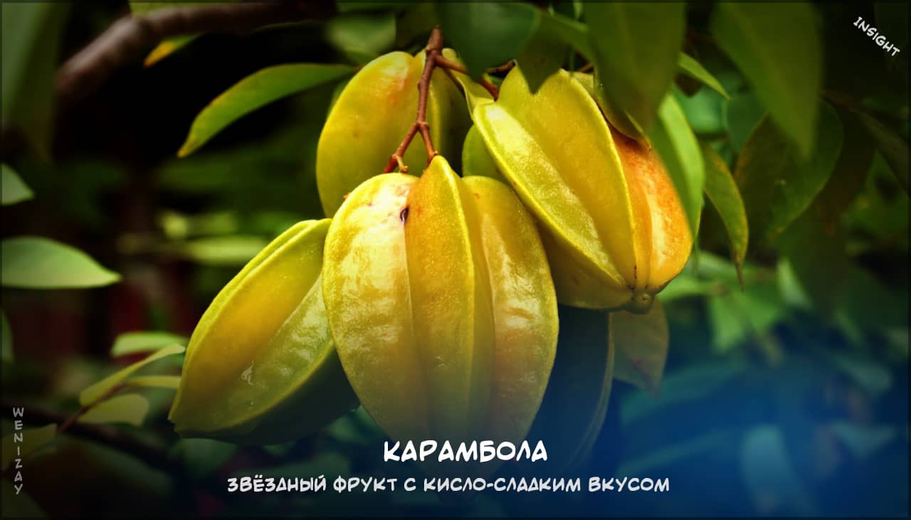 Карамбола на weniZAYInsight карамбола, звёздный фрукт, польза карамболы, тропические фрукты
