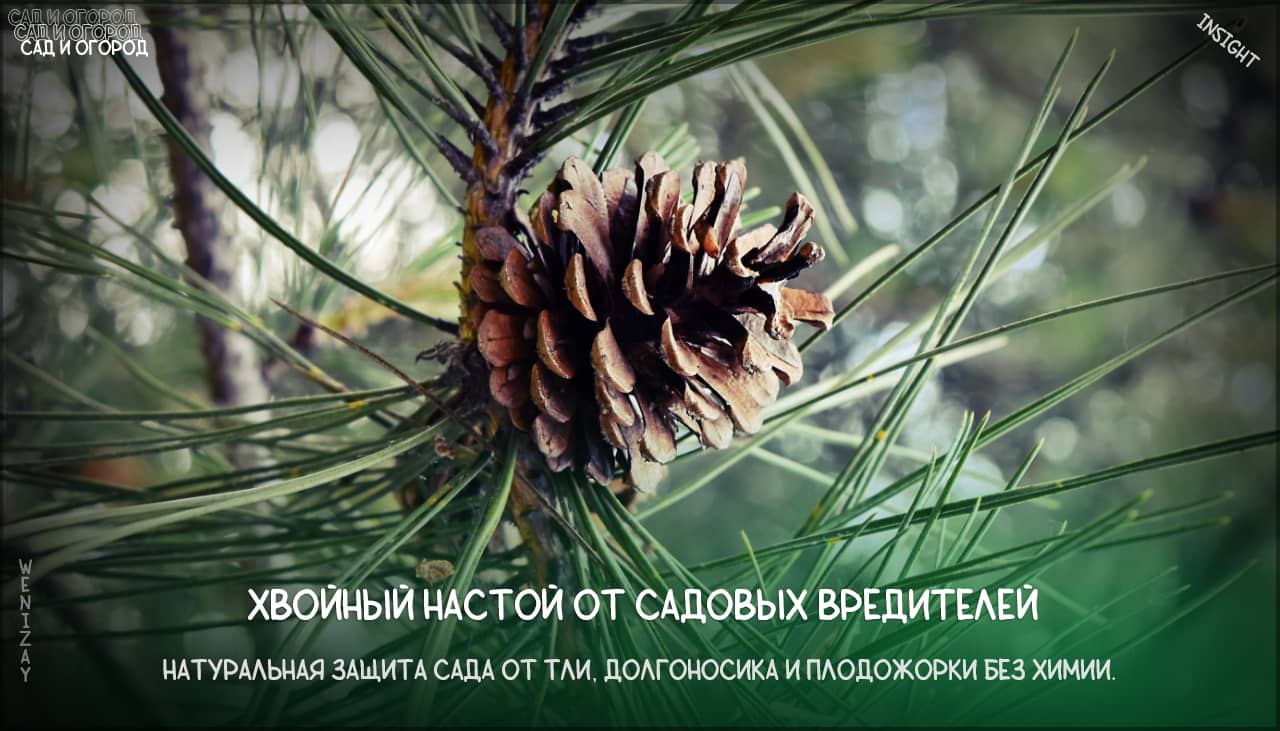 Сосновые ветки – природная защита сада от вредителей