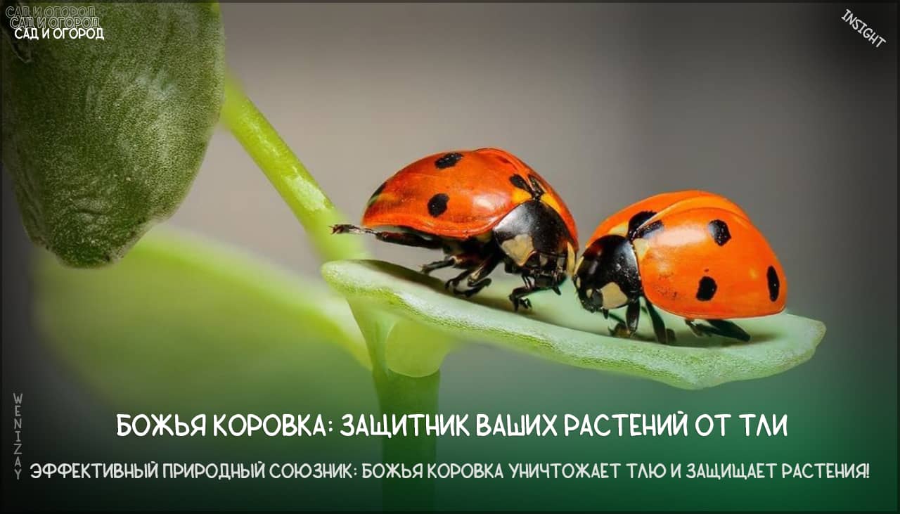 Божья коровка – естественный враг тли