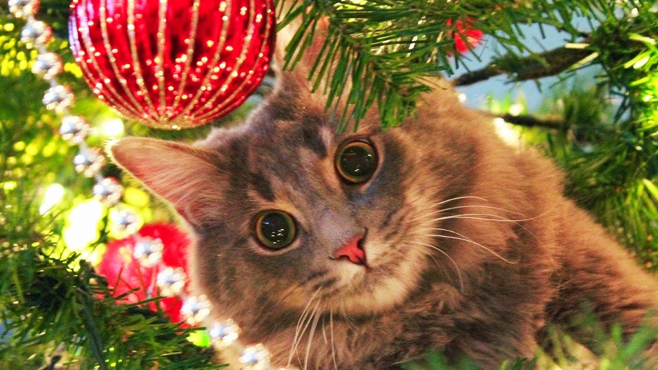 Владельцам животных рассказали, как нарядить ёлку в квартире с питомцем