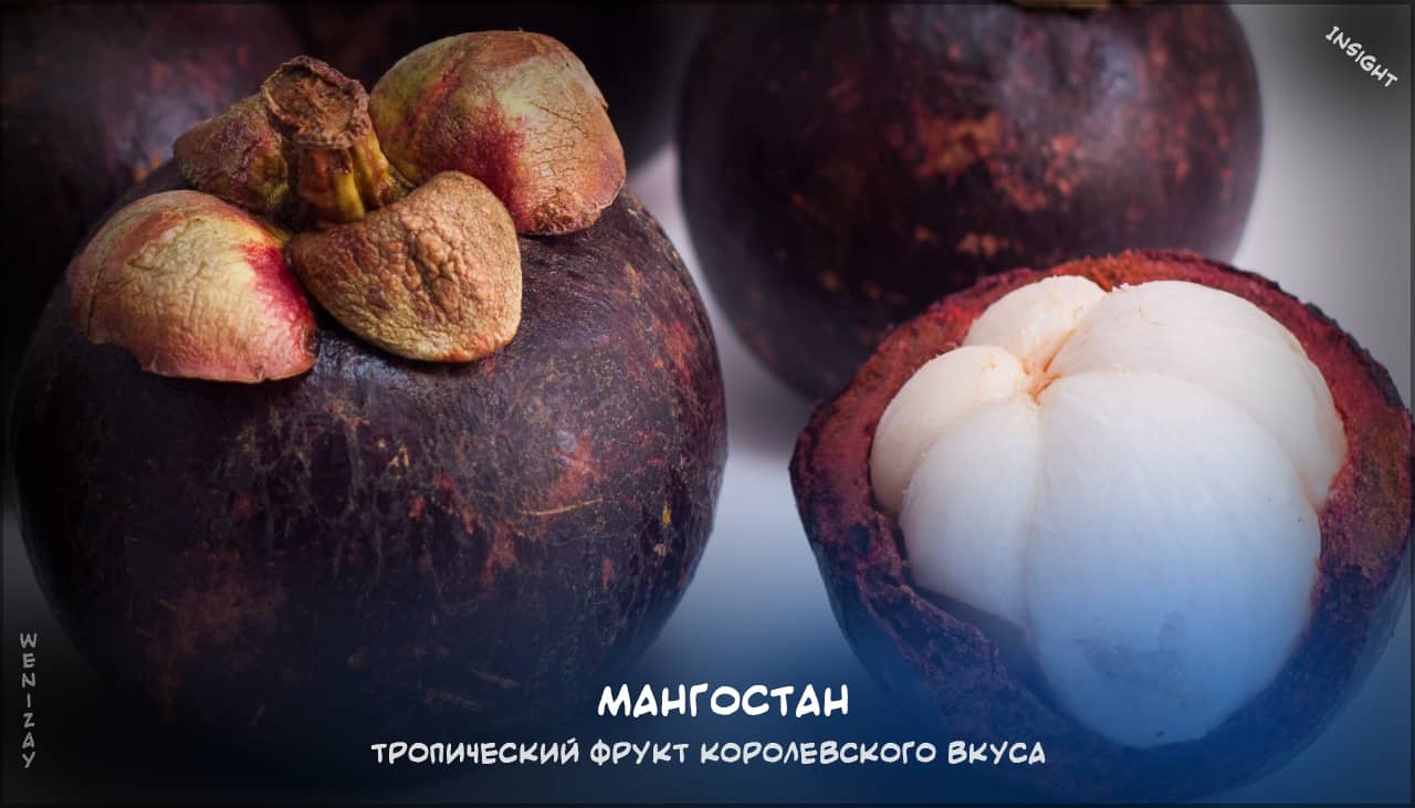 Мангостан на weniZAYInsight мангостан, фрукт мангостан, Garcinia mangostana, тропические фрукты
