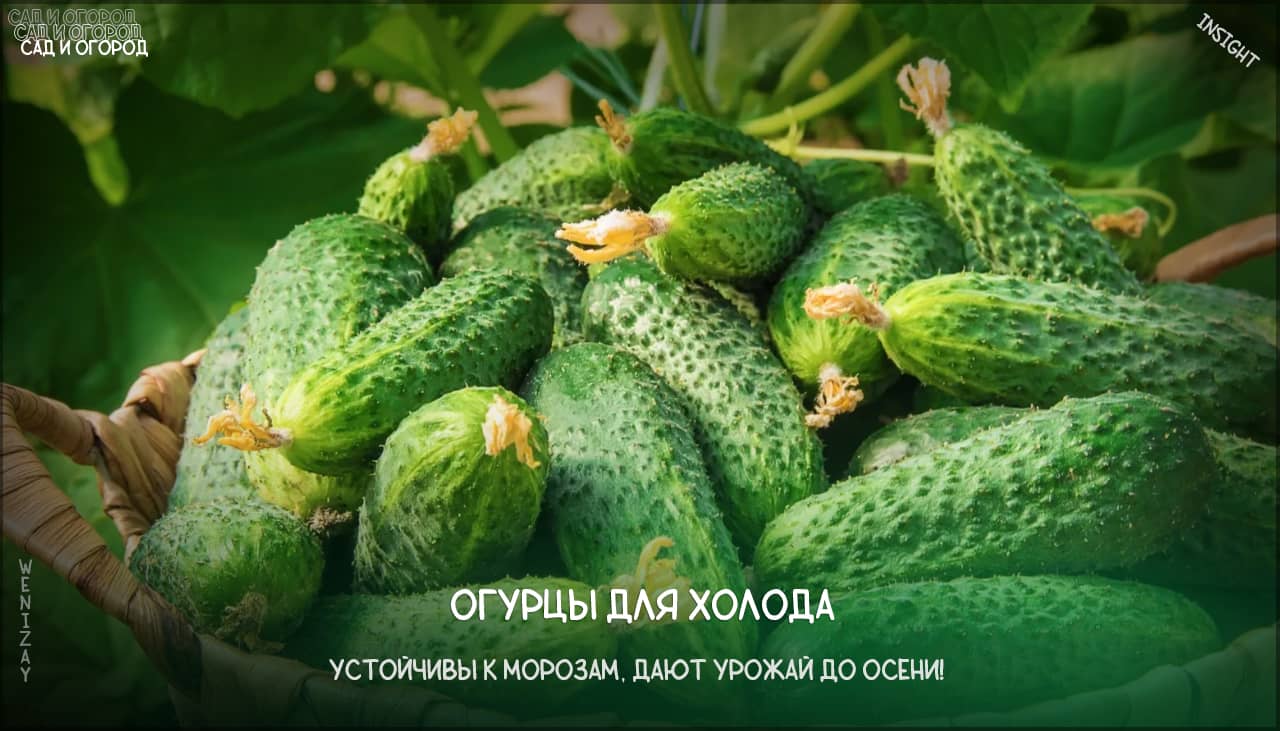 Три сорта огурцов, которые отлично растут даже в холодном климате
