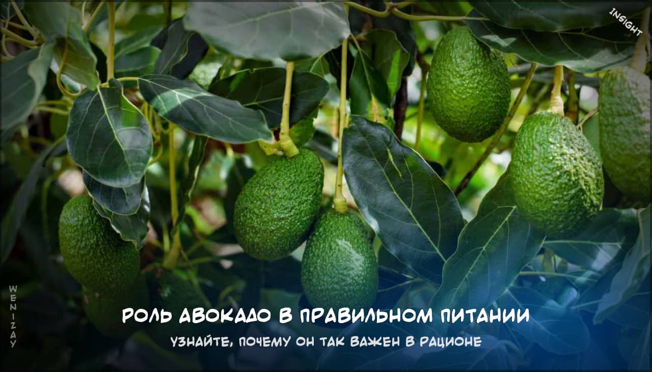 авокадо в правильном питании на weniZAYInsight авокадо, питание, здоровье, жиры