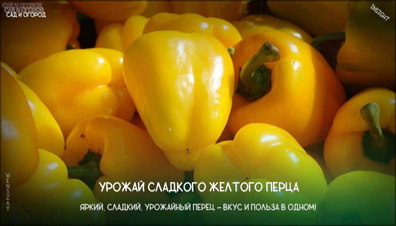 Лучшие сорта сладкого желтого перца для вашего урожая