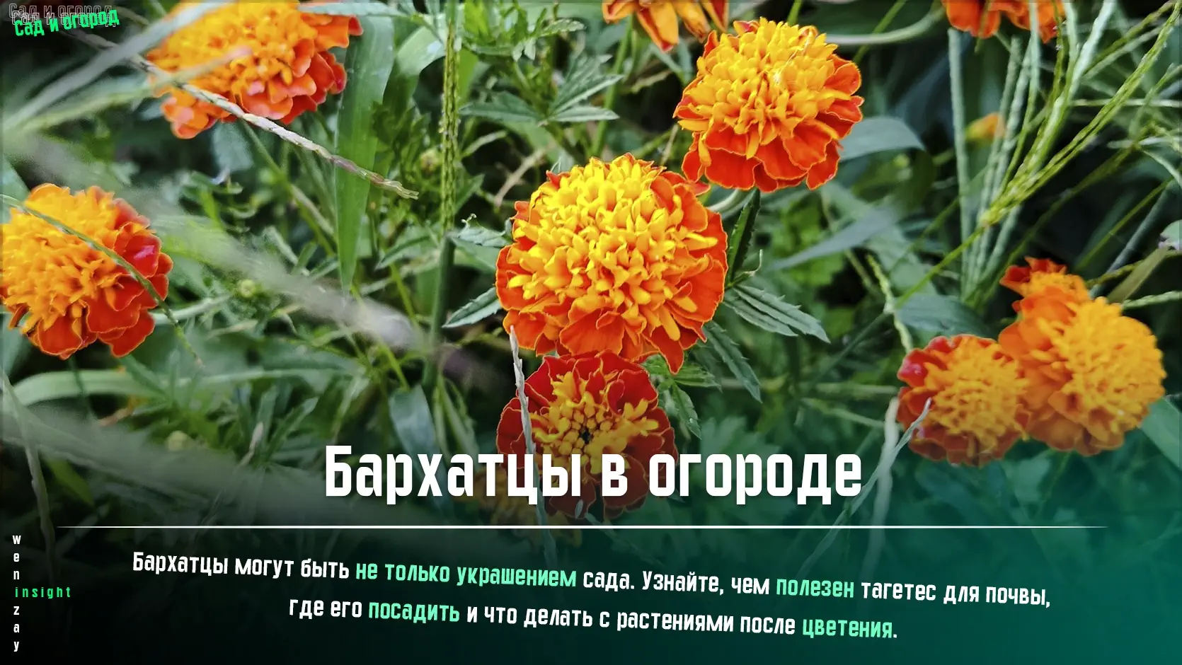 Яркие бархатцы, растущие рядом с овощными грядками в саду