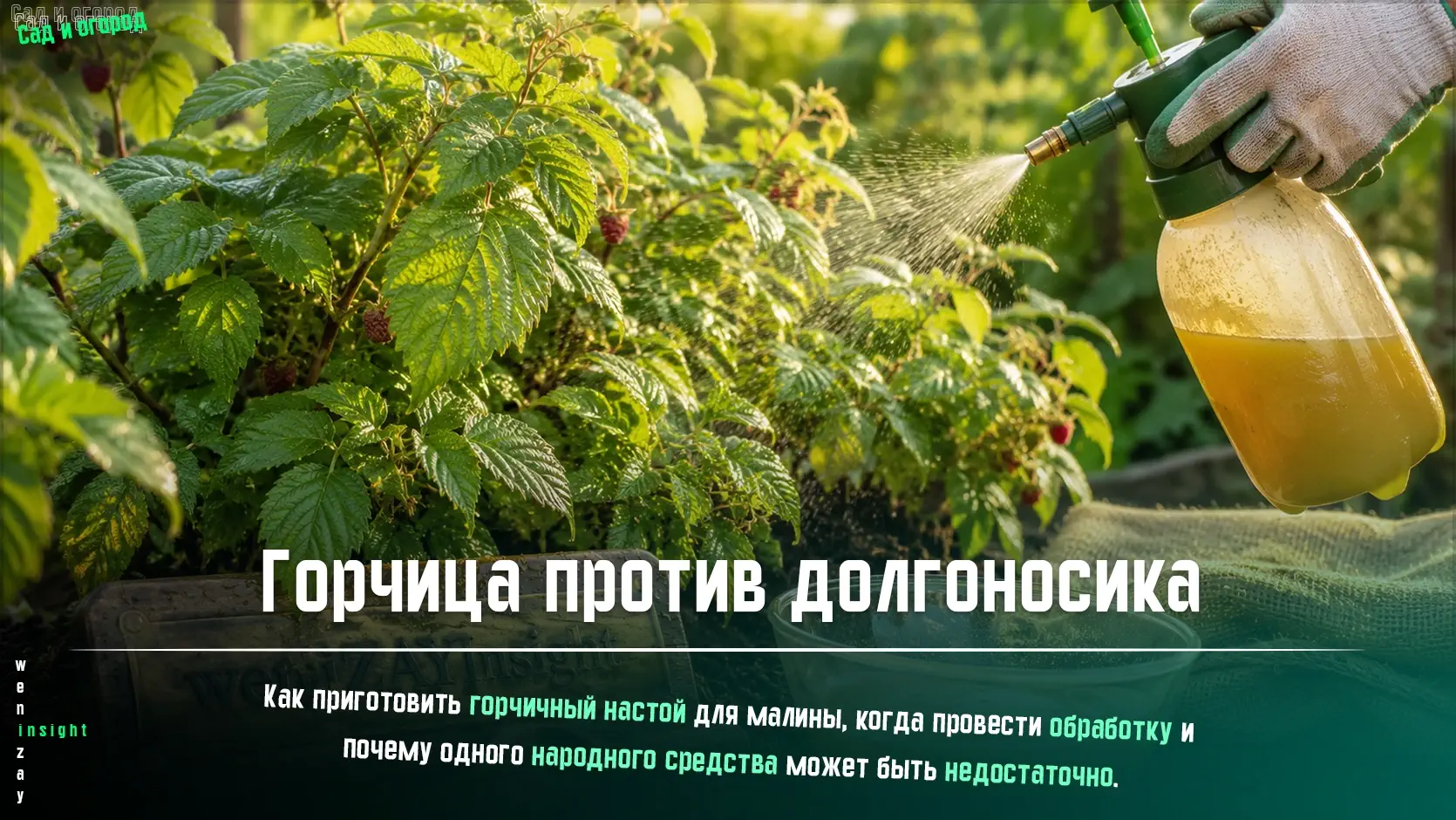 Куст малины с бутонами во время обработки горчичным раствором от долгоносика