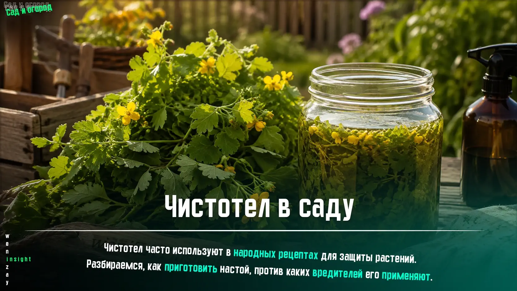 Свежий чистотел и приготовленный настой для обработки растений в саду от вредителей