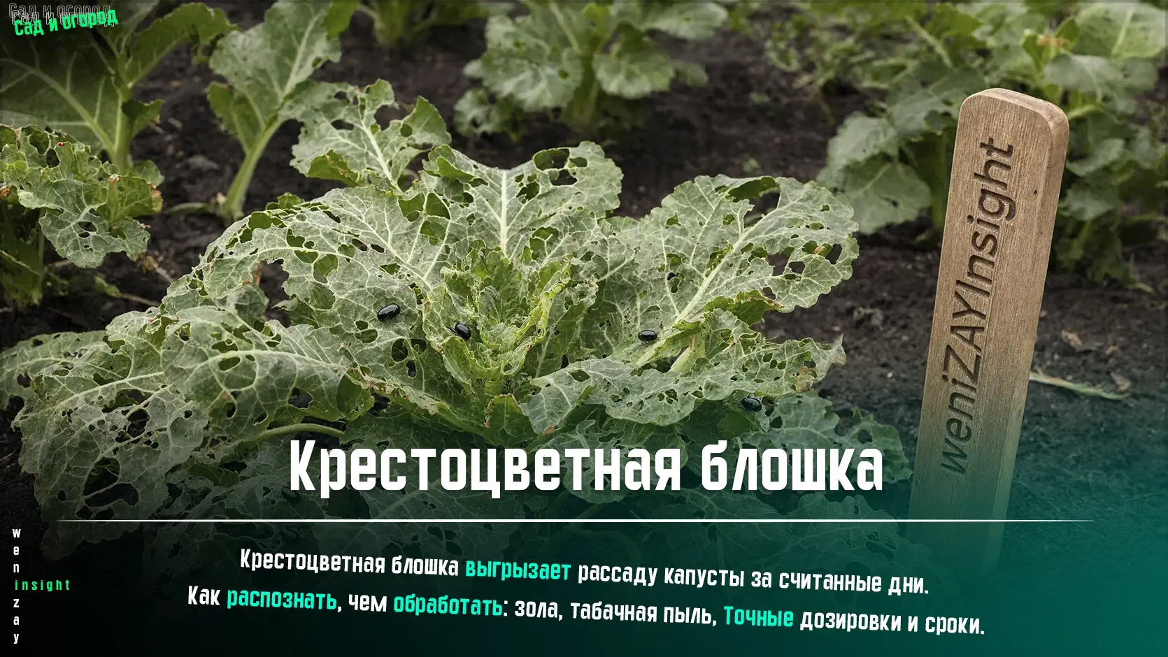 Повреждённая крестоцветной блошкой рассада капусты с мелкими дырочками на листьях