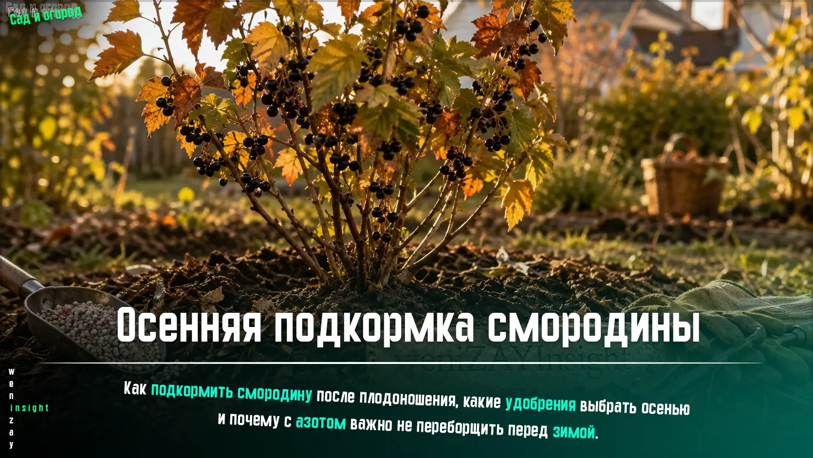 Куст черной смородины в осеннем саду с внесенными вокруг него удобрениями и мульчей